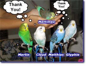 Twitter Budgies!